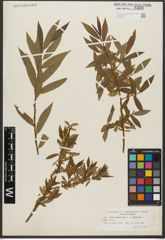 Foto von Salix triandra L. x Salix viminalis L.